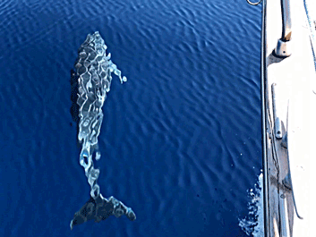 Delphin